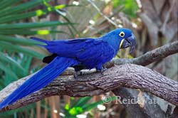 Deep Blue - Hyacinth Macaw