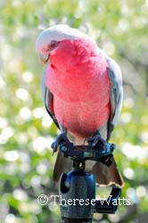 Aurora - Rose-Breasted Cockatoo (Galah)
