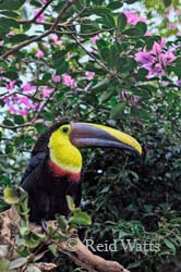 It's A Beautiful Life - Chestnut Mandibled Toucan