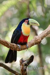Red Green - Red-Breasted (Green-billed) Toucan