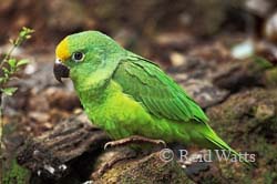 The Two Step - Amazonian Parrotlet