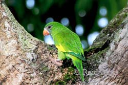 Fruit Fan - Amazonian Parakeet