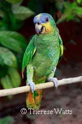 Got Attitude - Amazonian Parrot