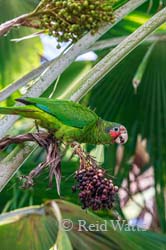 Nut Case - Grand Cayman Parrot 