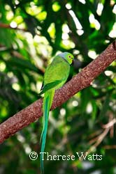 Rosie - Rose-Ringed Parakeet 