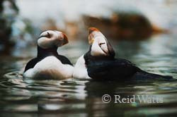 You Really Know How to Impress a Girl - Horned Puffins