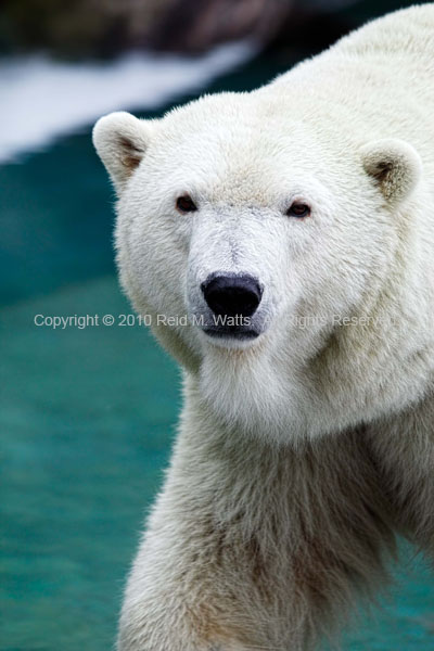 Cool and Refreshing - Polar Bear