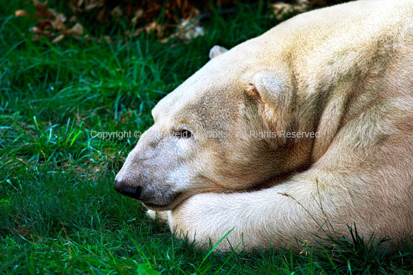 Daydreamer - Polar Bear