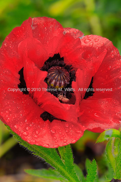 Oriental Beauty - Poppy