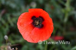 Corn Poppy