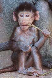 Baby Baboon