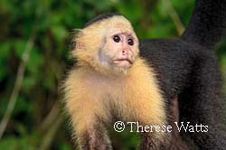 Capuchin Monkey