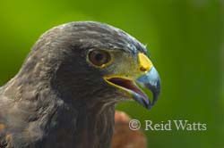 Team Player - Harris'Hawk