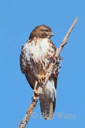 Broad-Winged Hawk