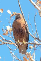 Rufous - Rufous-Morph Red-Tailed Hawk