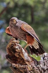 Hawkish - Harris' Hawk