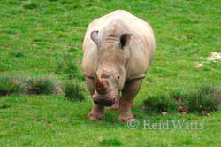 White Southern Rhino