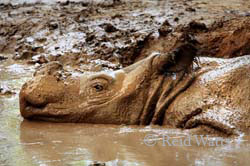 Mud Bath - Sumatran Rhino