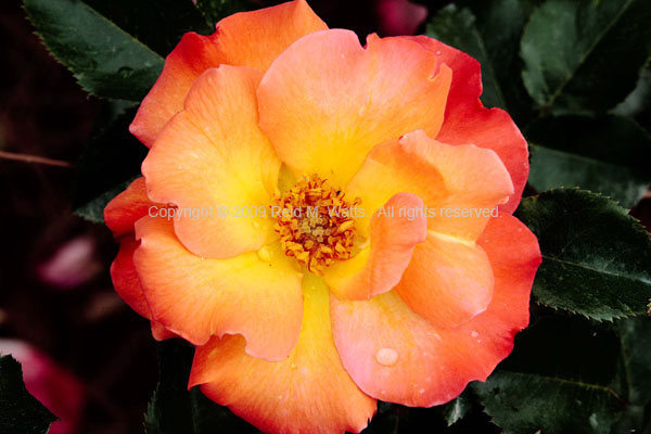 Peach Delight - Rose