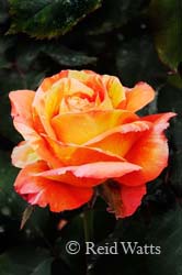 Tropical Sunset - Rose