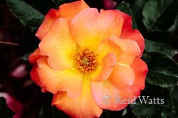 Peach Delight - Rose