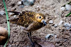 Just To Say Hello - Pacific Golden Plover