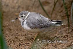 Follow The Piper - Piping Plover