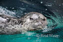 Snooty - Harbor Seal