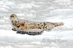 Proud Mom - Harbor Seal with Pup