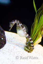Seahorse with coiled tail holding plant