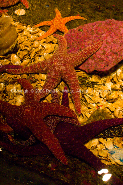 Starfish Family