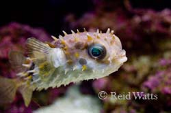 At Ease - Puffer Fish