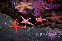 Star Bright - Starfish