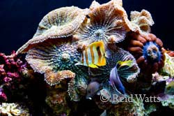 Features the beautiful gems found under the sea.  Includes starfish, anemones, & colorful fish.