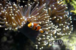 Home Sweet Home - Clown Fish