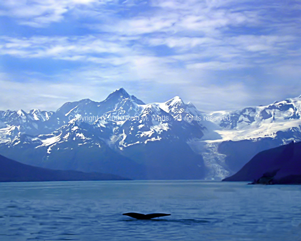 Humpback Whale Tail