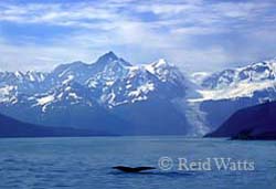 Humpback Whale Tail - Alaska