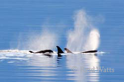 Pod Party - Orcas aka Killer Whales