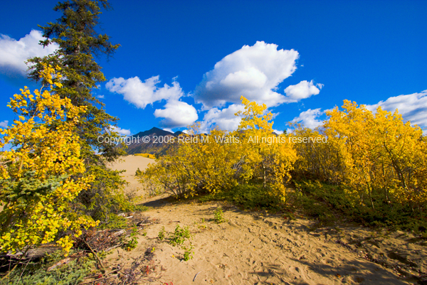 Fall in the Desert