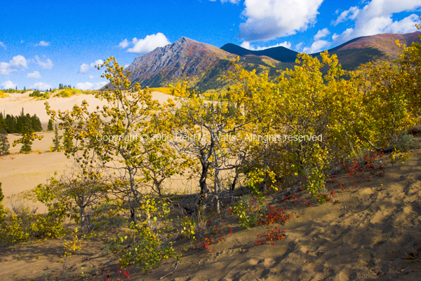 Carcross Dunes