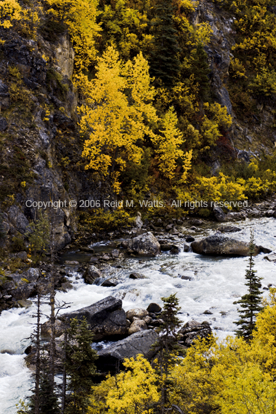 Gold on the Tutshi River