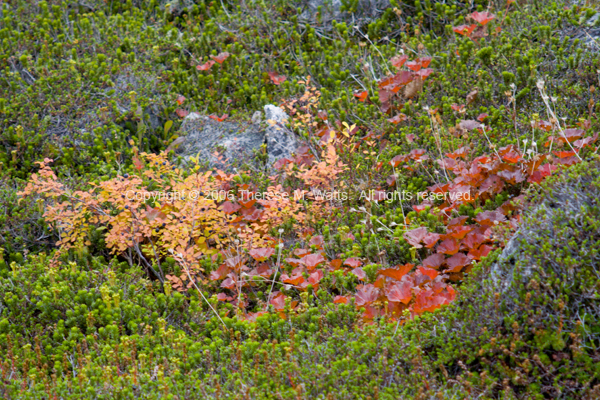 Colorful Lichens