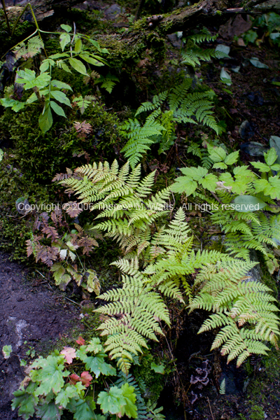 Ferns by Reid Falls