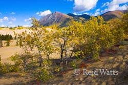 Carcross Dunes  - Carcross, Yukon