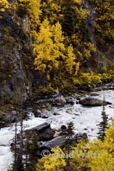 Gold on the Tutshi River, British Columbia