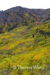 Fields of Gold