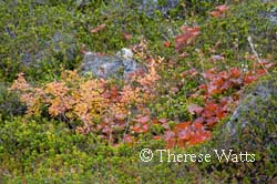 Colorful Lichens