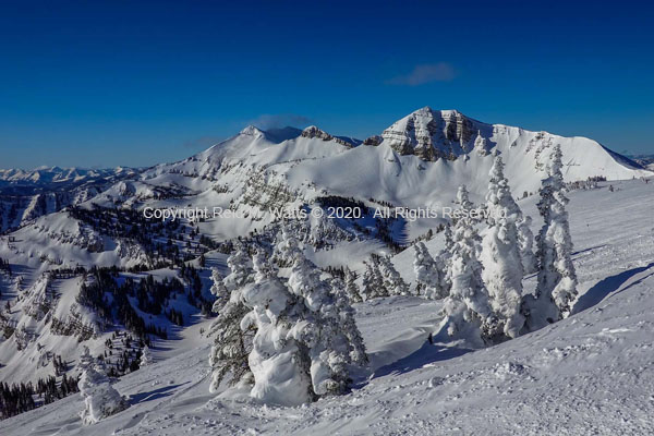 Ghost Trees, Jackson Hole