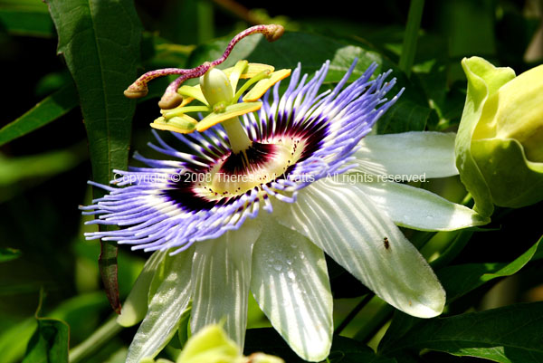 Maypop - Purple Passion Flower