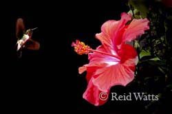 Oh Joy! - Hibiscus and Hummingbird